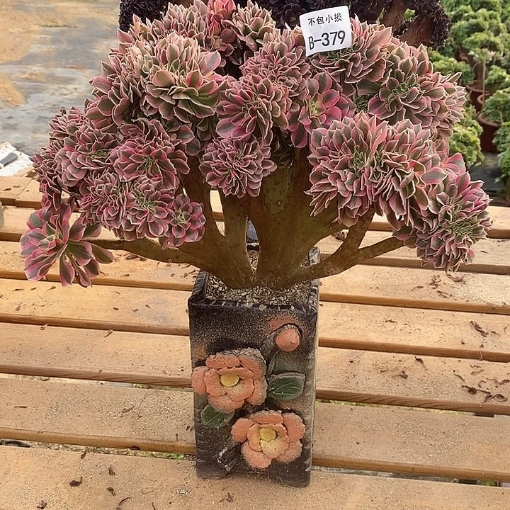 379 女巫缀宽38 公分