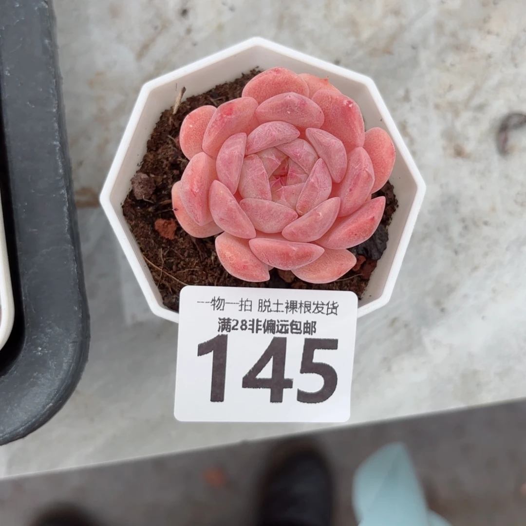 草莓果酱无盆土发货