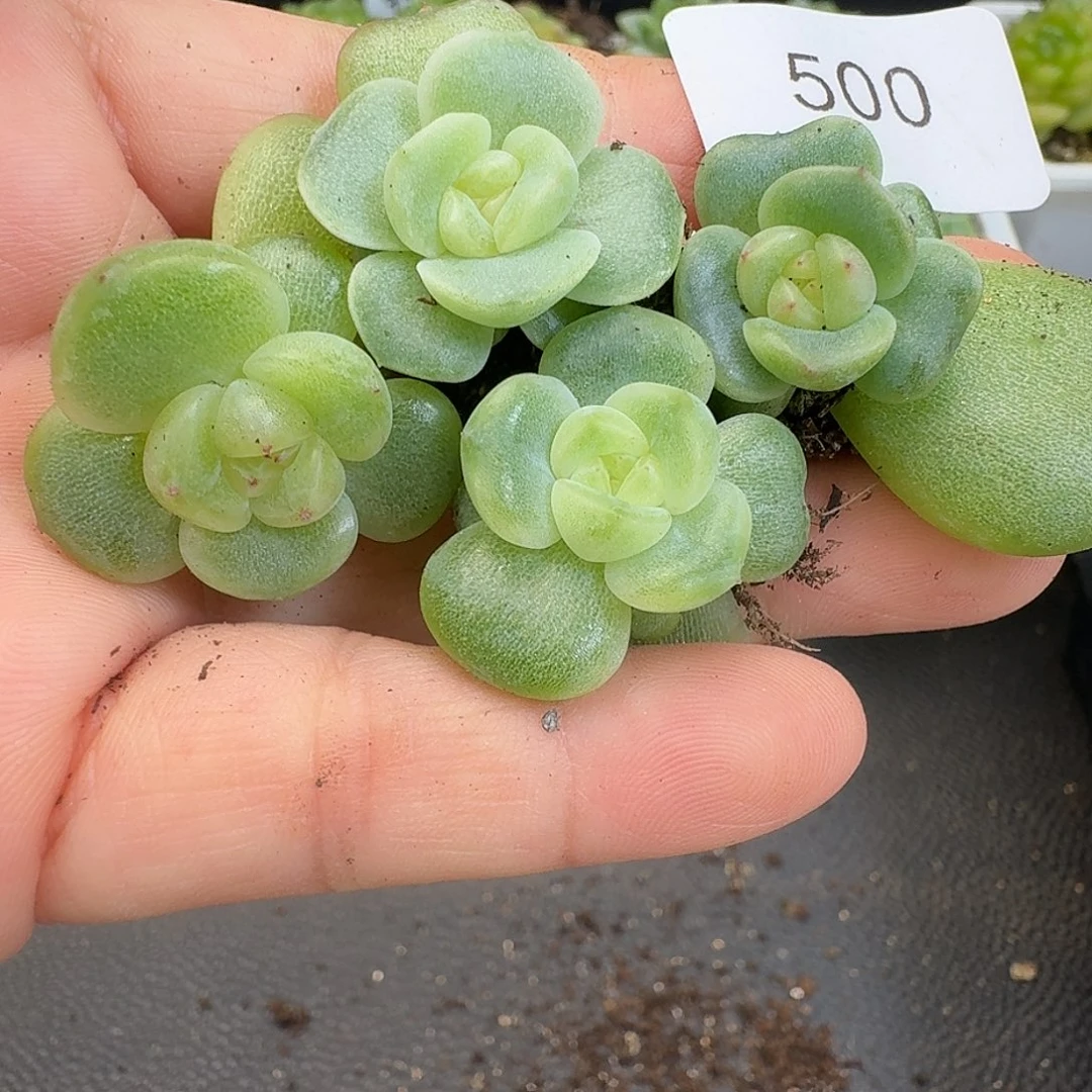 一物一拍一物一拍917-500