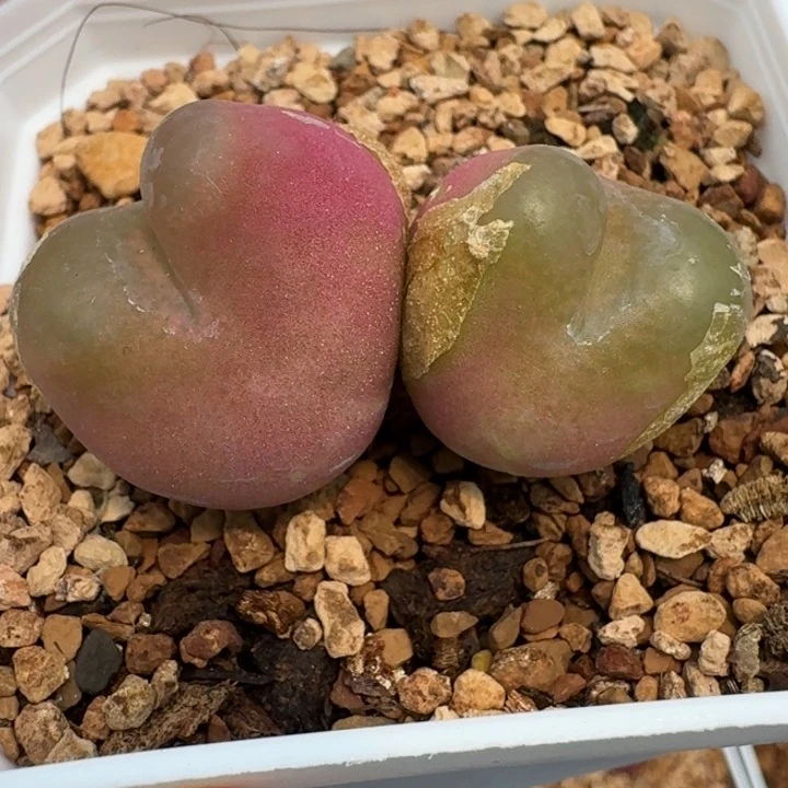 120双头大毛脱土发货