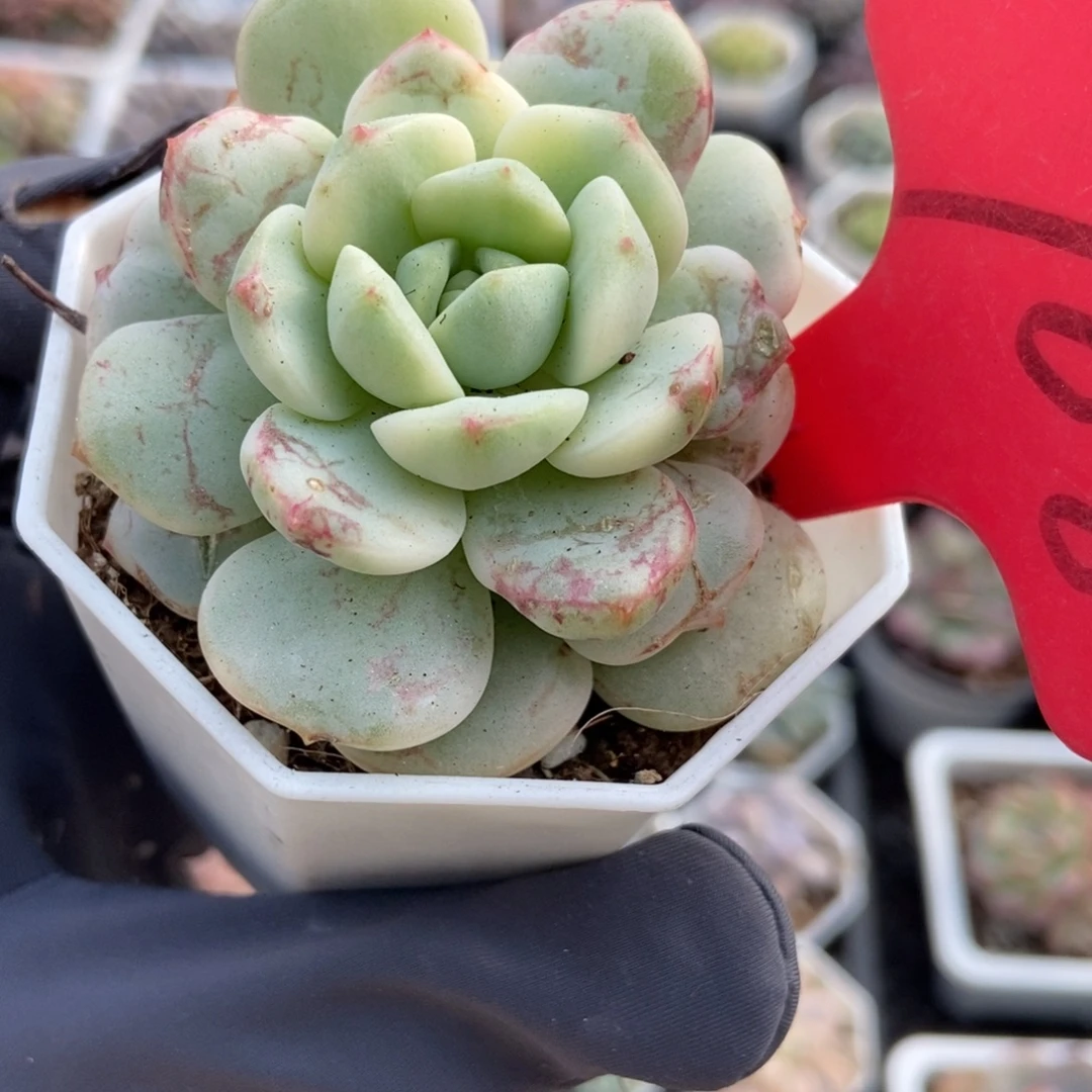 708香草锦多肉植物