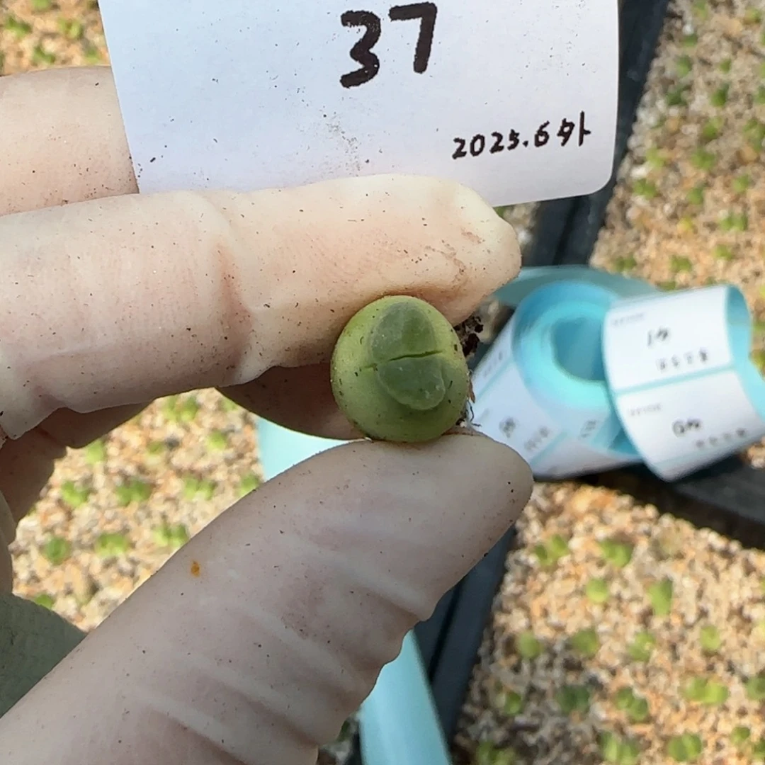 花****^多肉多肉多肉6.3-037