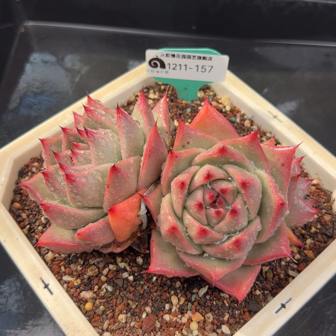 从前慢花园多肉编号1211-157