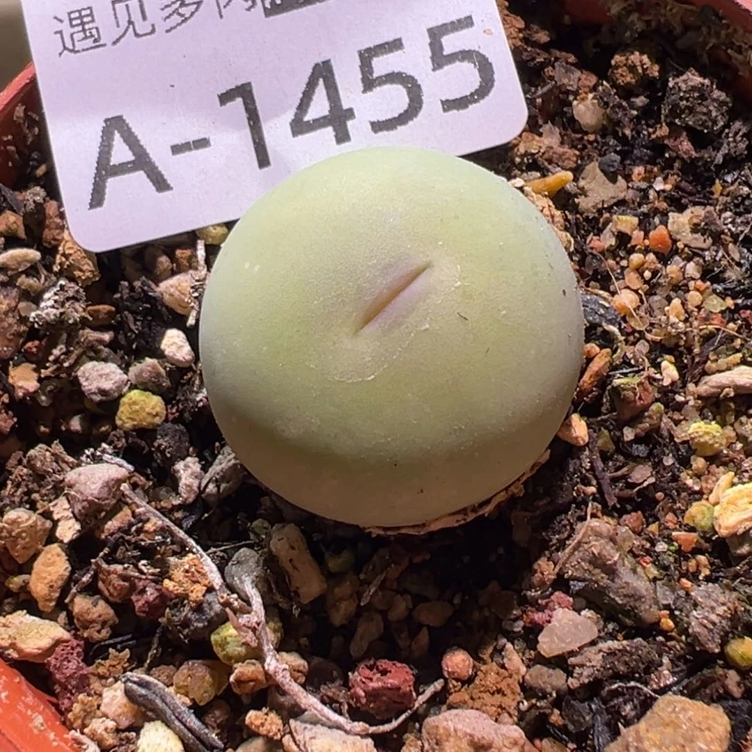 多肉植物11111111111111111