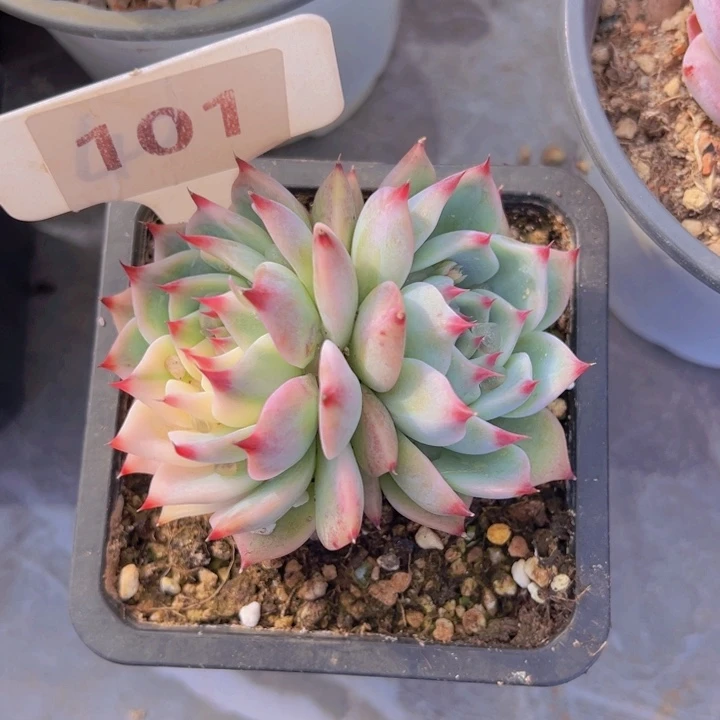 健健康康平平安安