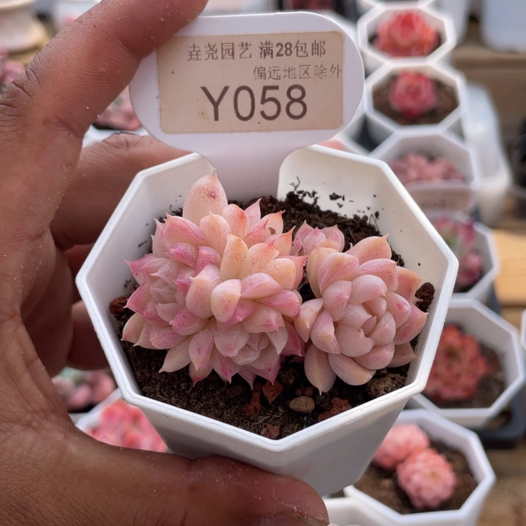 0058桃熏女王群5.0厘米