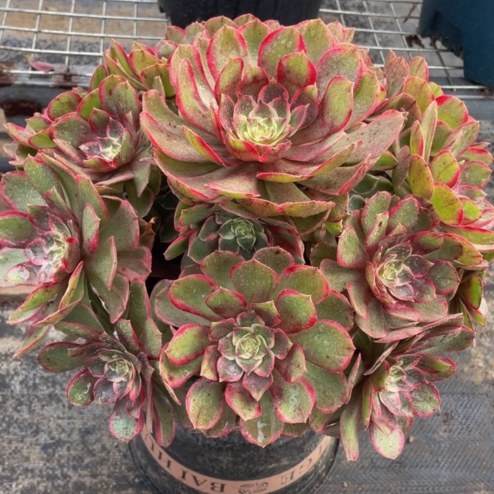 101粉花妖精品法师多肉