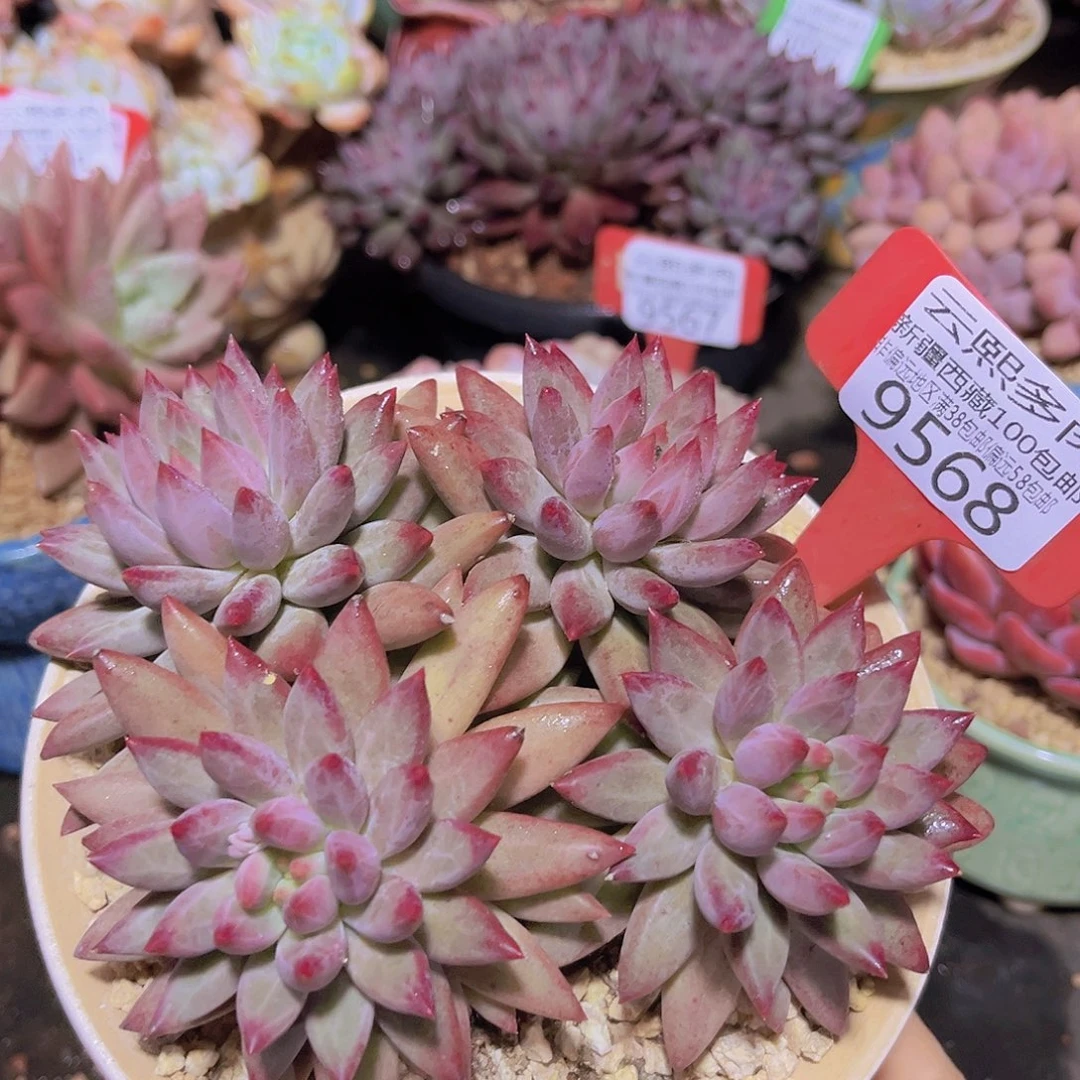 9568羽毛虞多肉植物 多肉植物