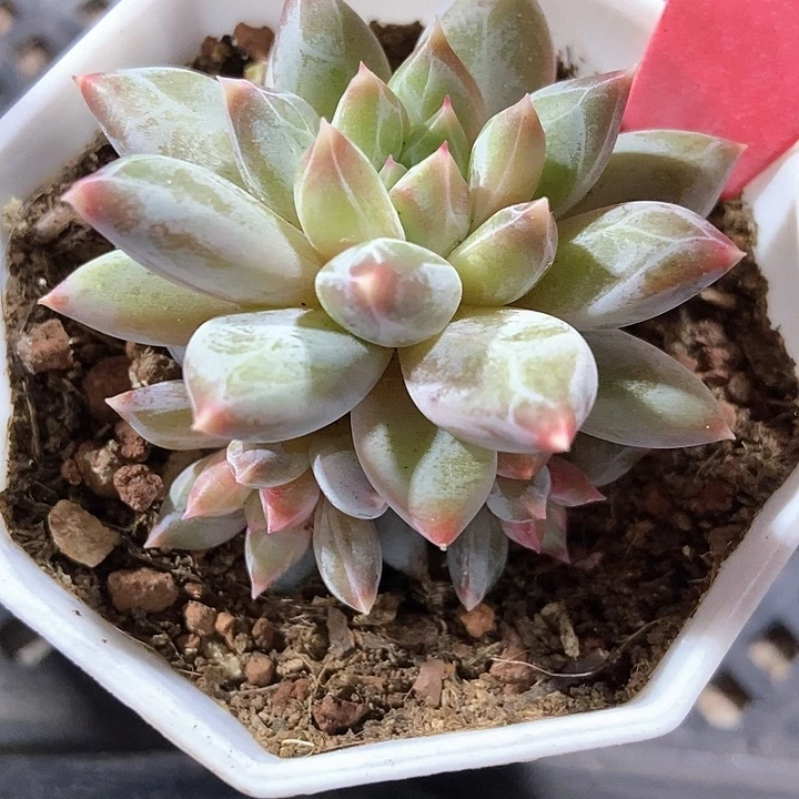 多肉植物伊丽莎白群b01