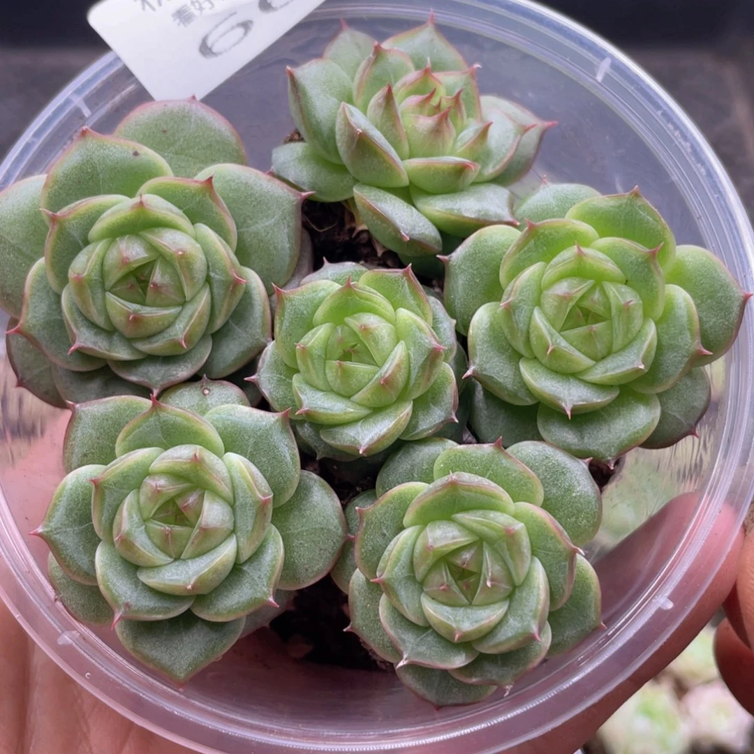 糕大上多肉植物660