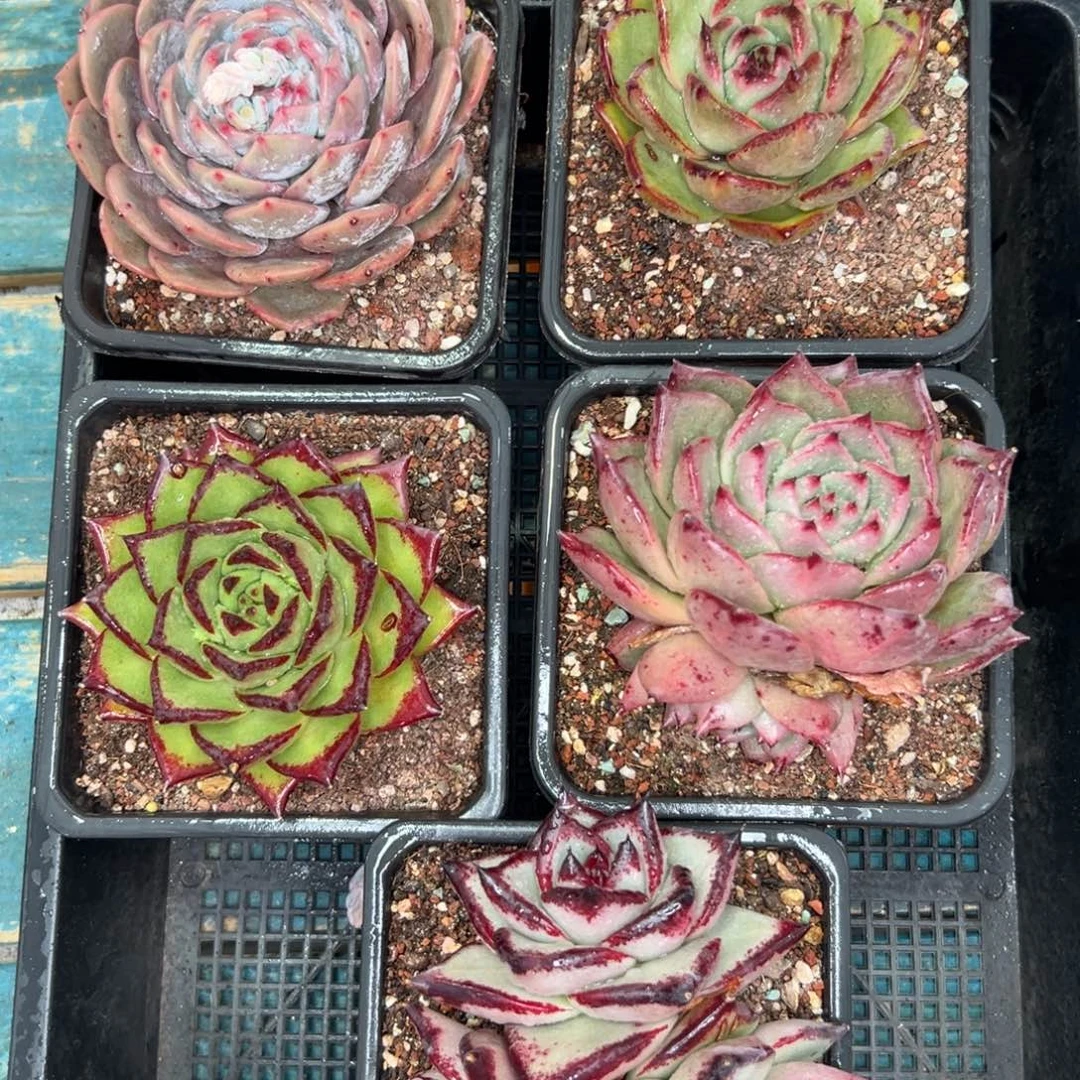 多肉一物一拍0119-360