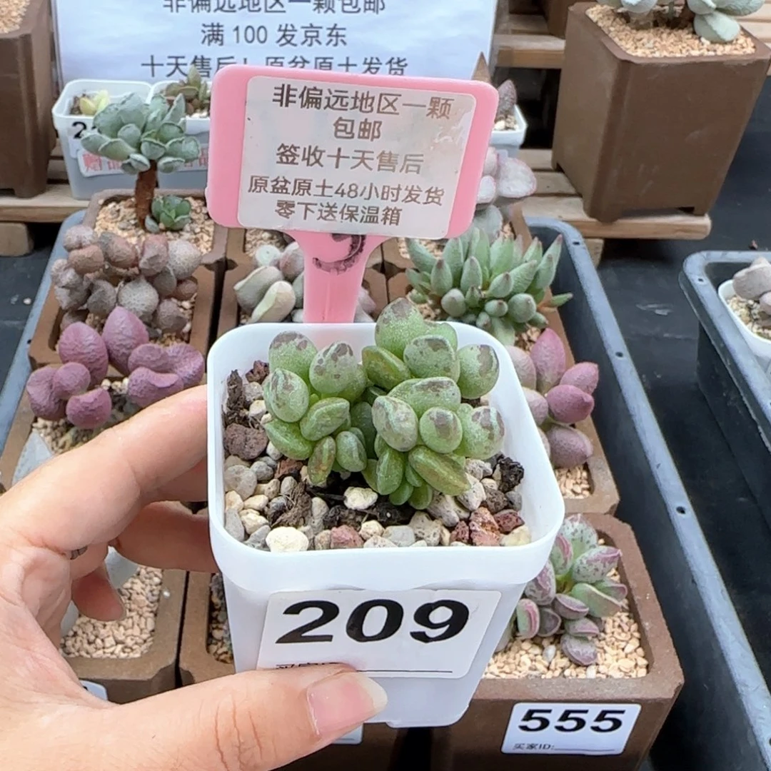 209鼓槌多肉植物