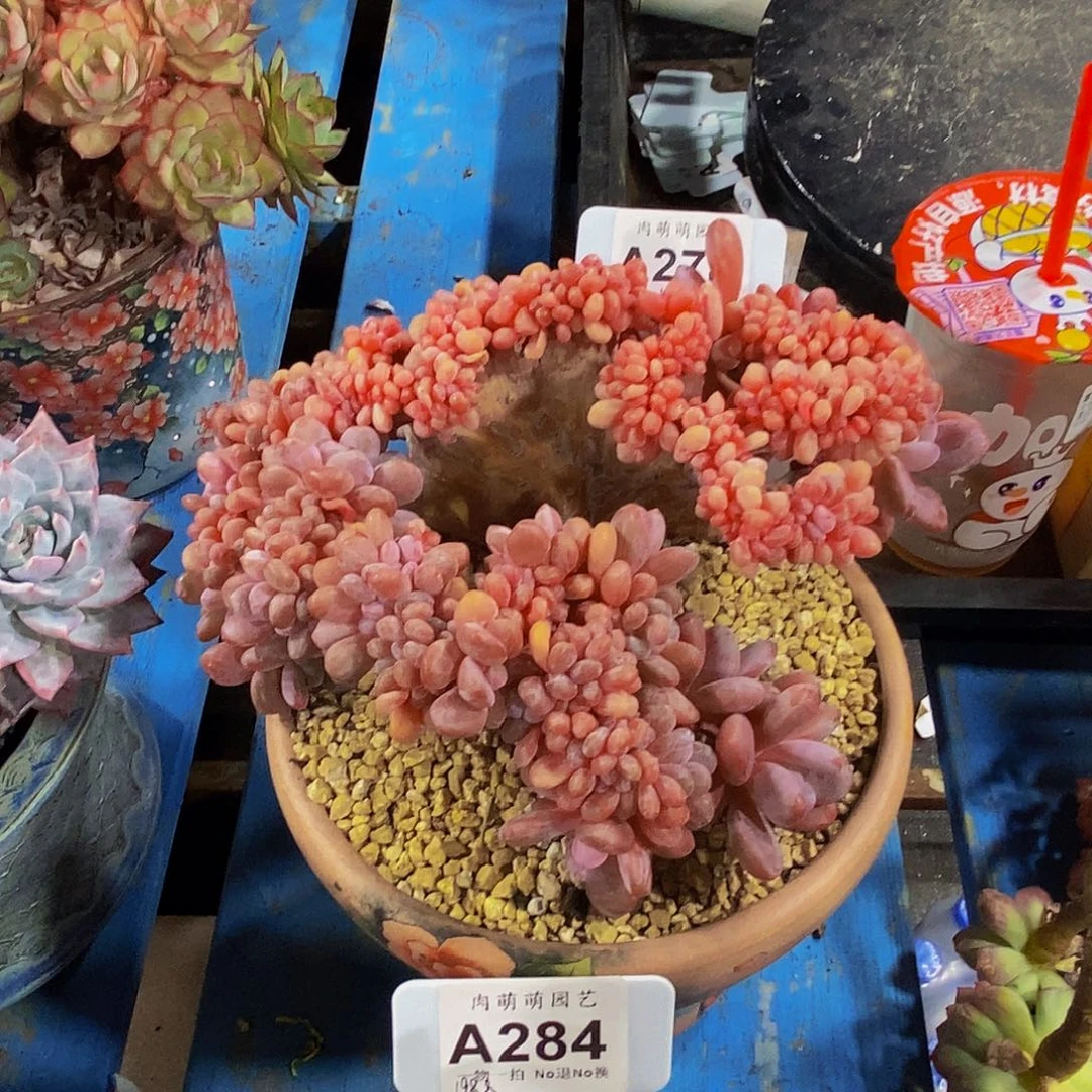 谁***A278多肉发货粉兔缀