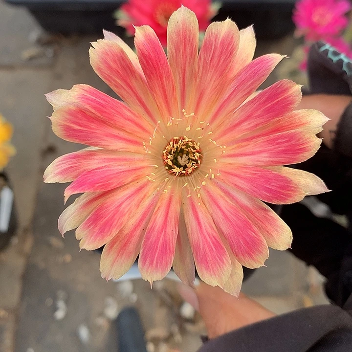 842 实生丽花6厘米盆