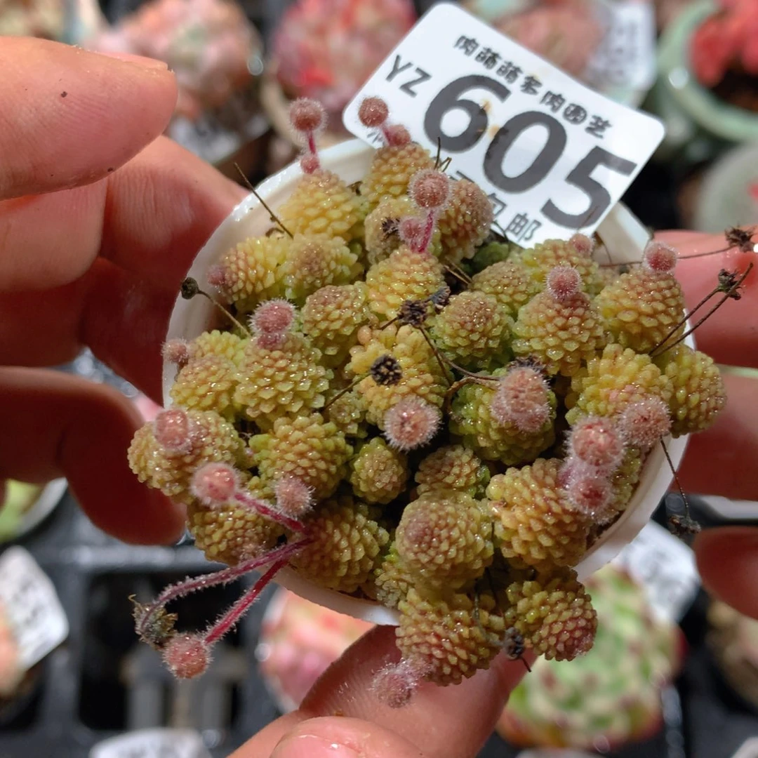 5CM拇指盆精控多肉YZ605