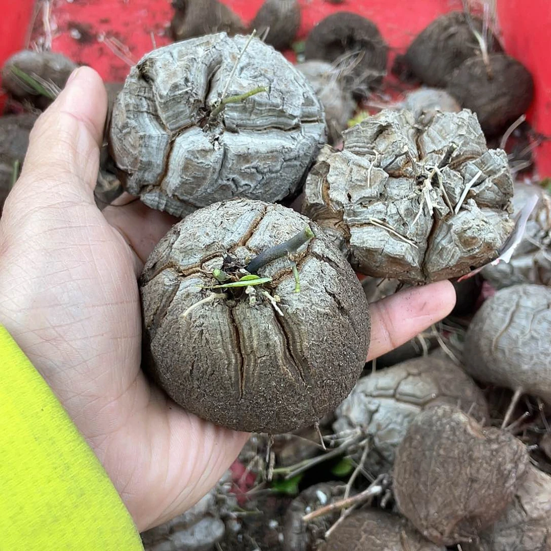 龟甲龙一物一拍1803号3颗