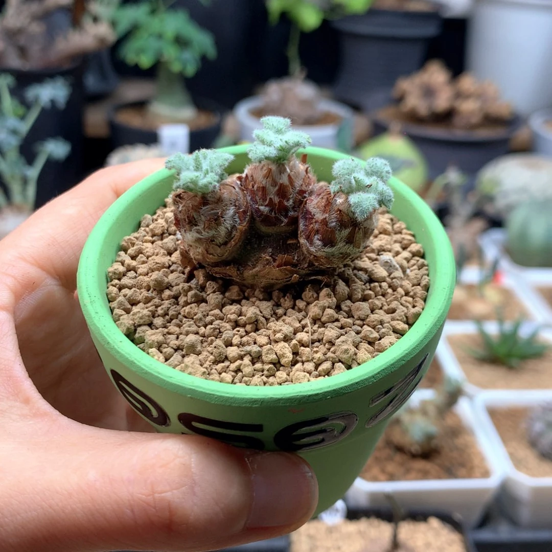 羽叶杨葵母本带盆绿色
