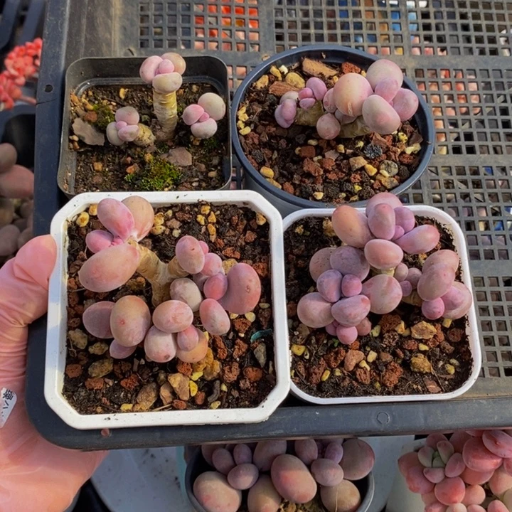 情*請蛋黄奶4棵多肉植物