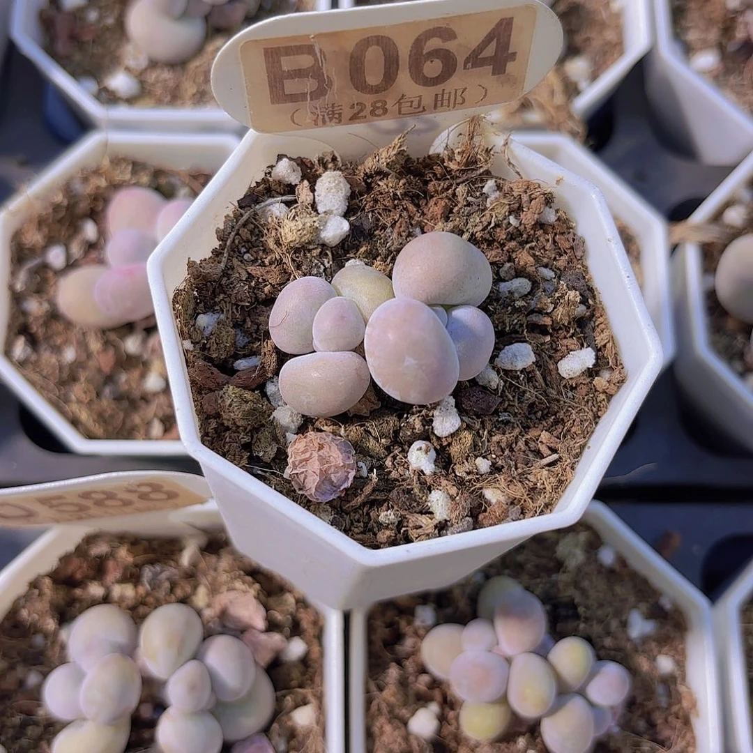 B064奶酪一物一拍