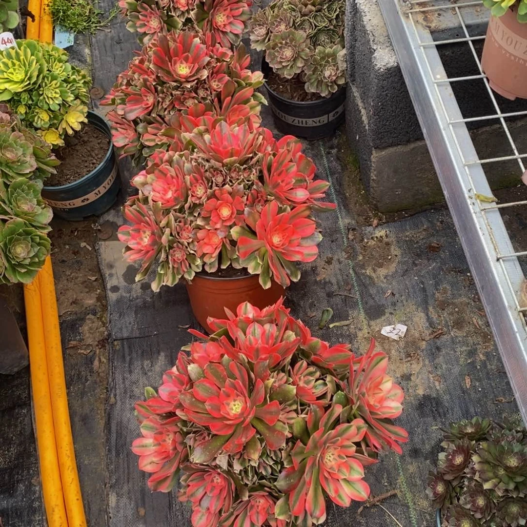 三*492法师多肉植物香妃