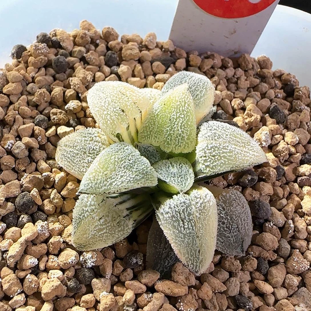 470号特白磨面锦一物一拍带盆土