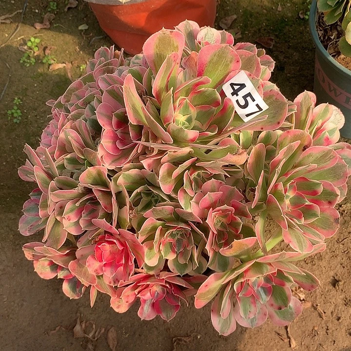 多肉植物邀月457号