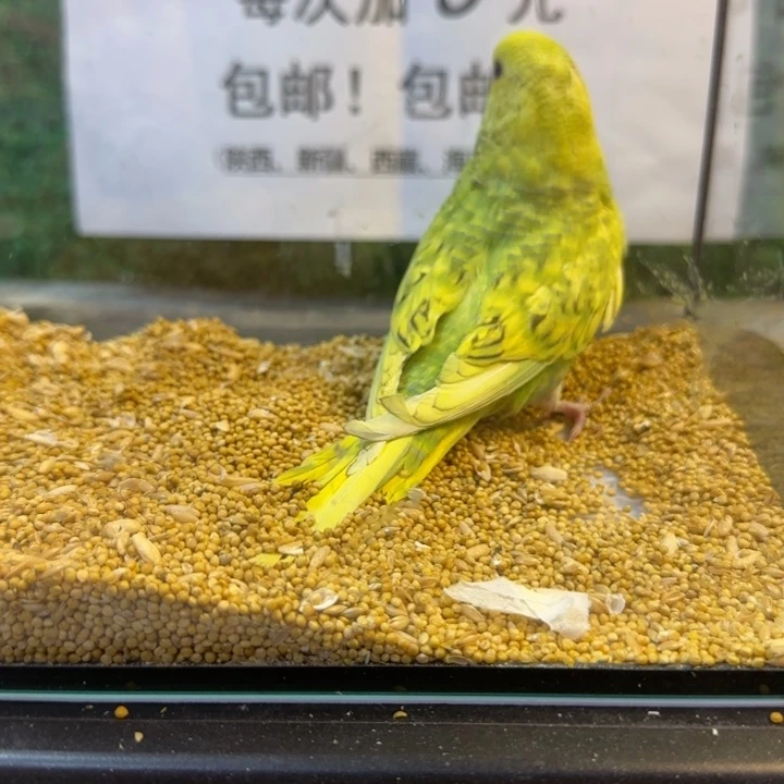 虎皮鹦鹉大头虎皮鹦鹉