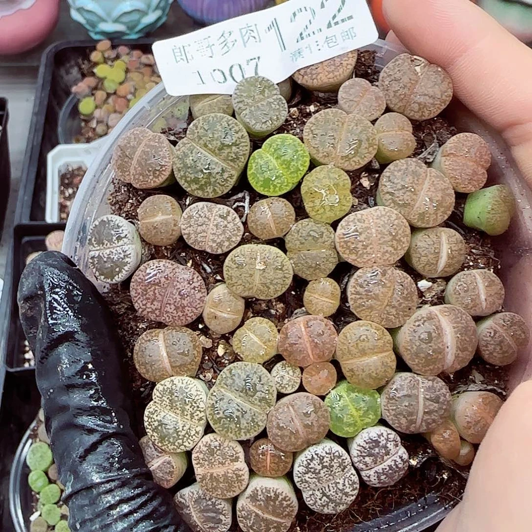 生石花满18包邮1007-122