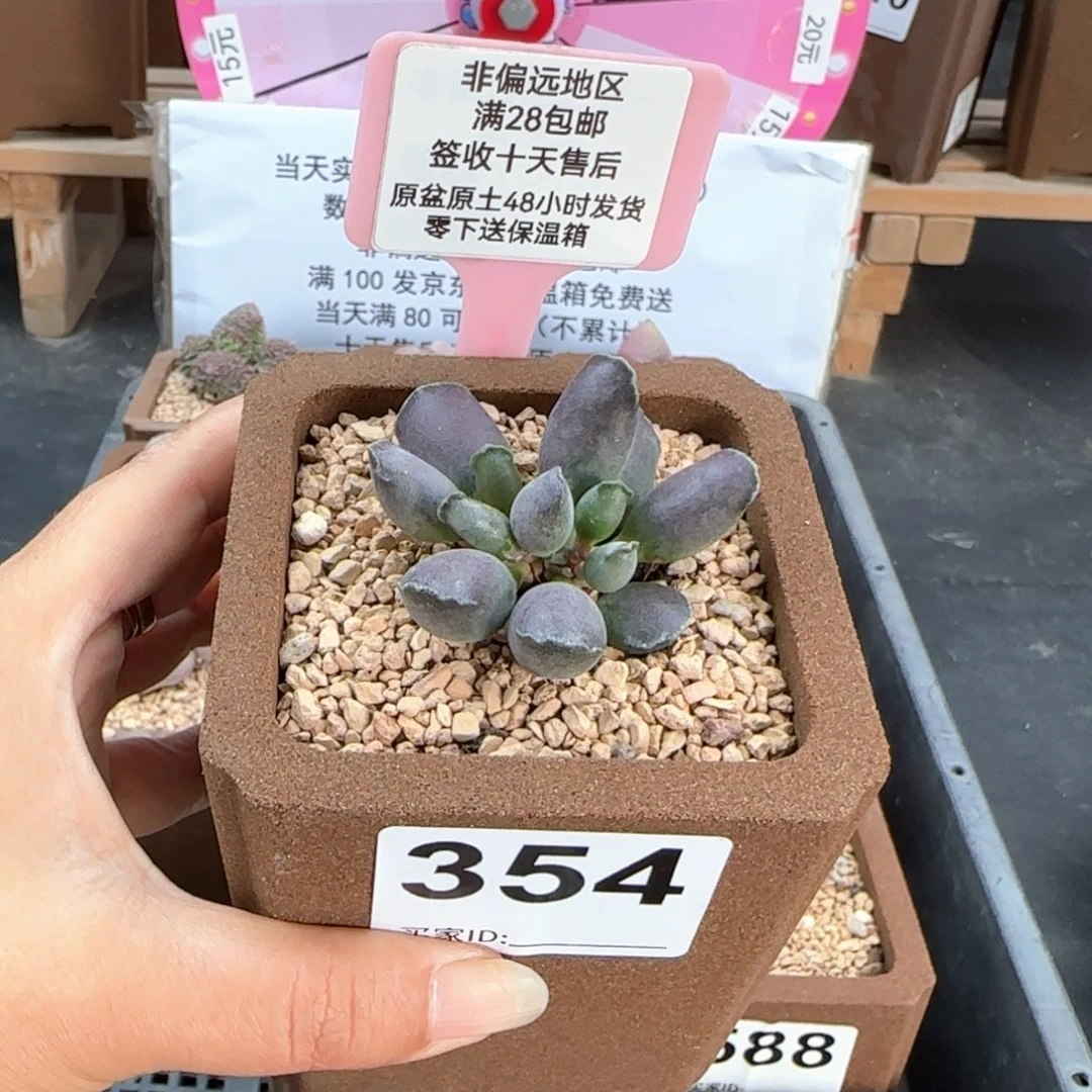 354艺妓海豹多肉植物
