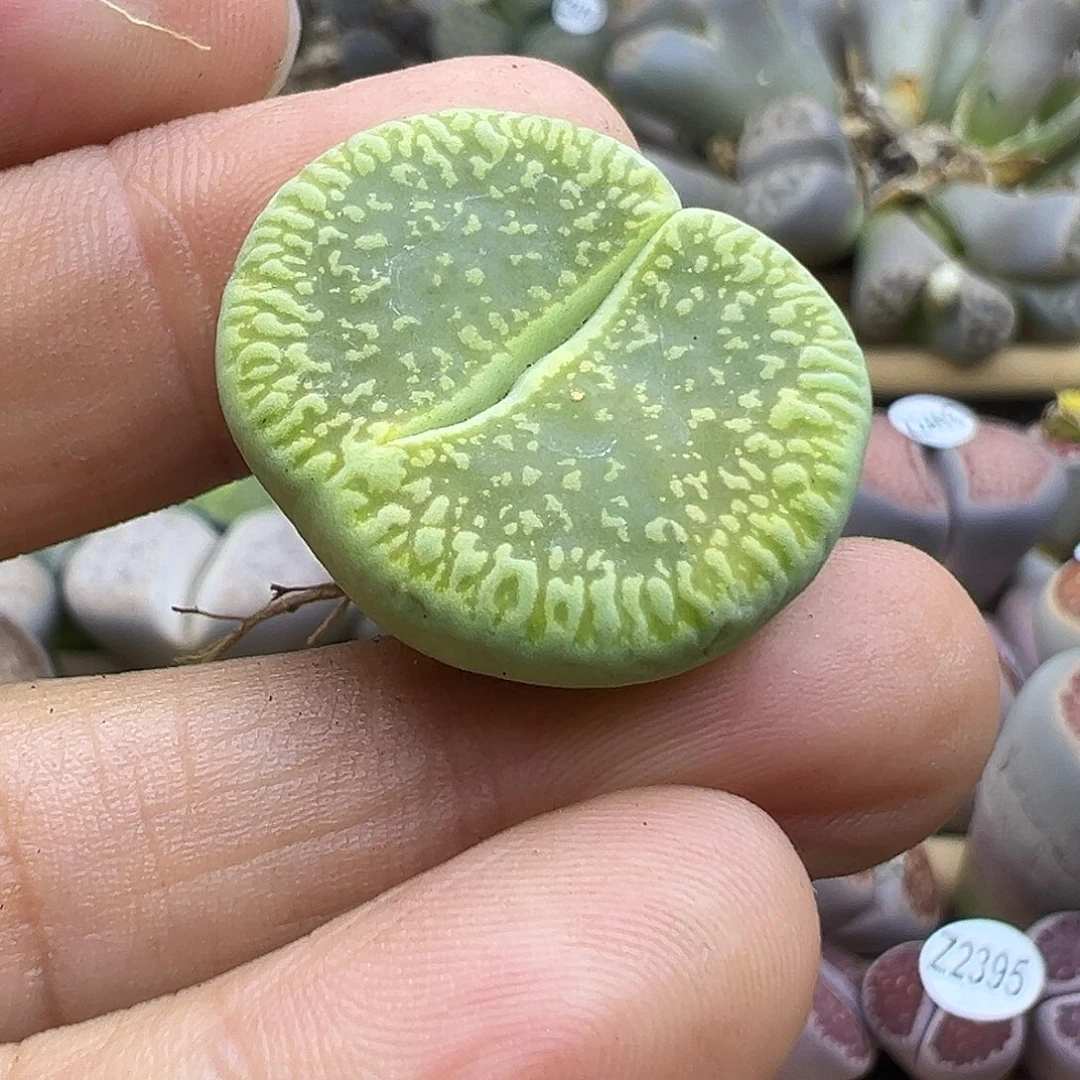 2446 生石花清货价格不售后