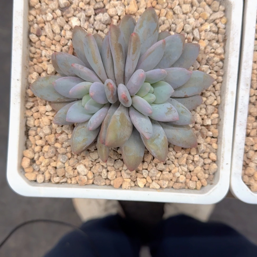 橙龙 双头 一物一拍