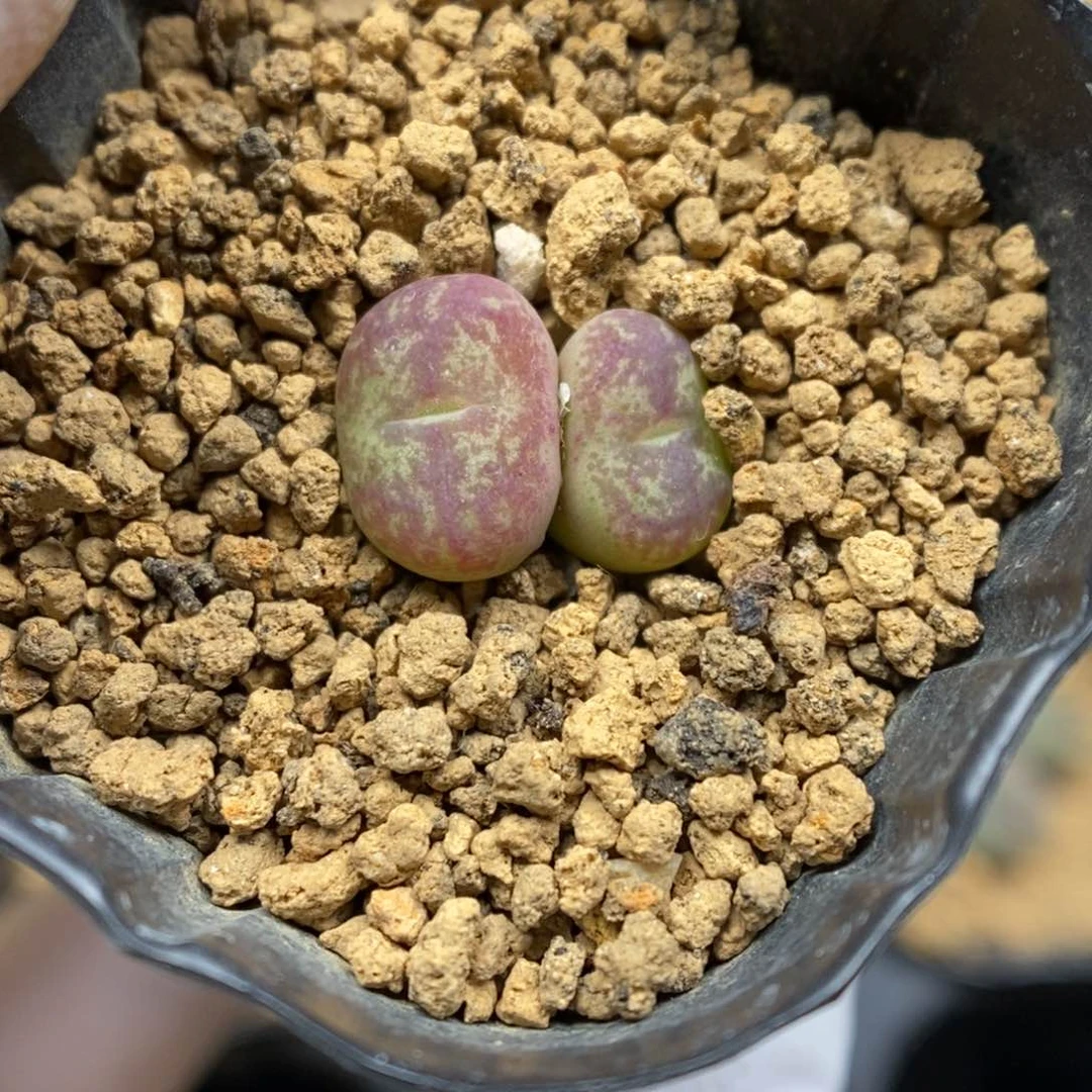 多肉植物肉锥杂交K-6192 毛杂安贞