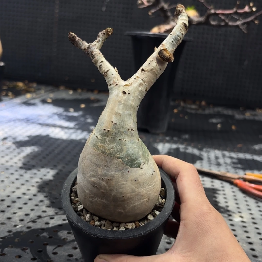 小叶葡萄26669999999999666