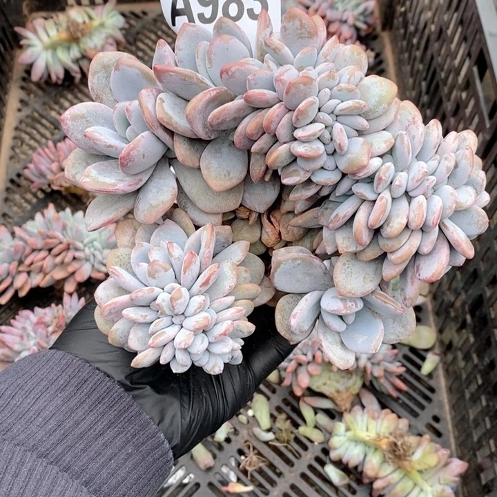 六***宝983 粉兔缀哇哇哇呀