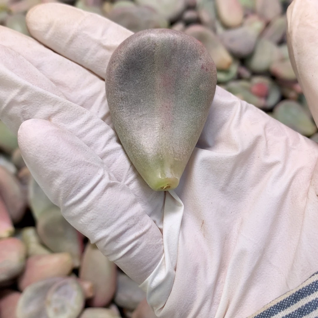 油煎叶片一片408