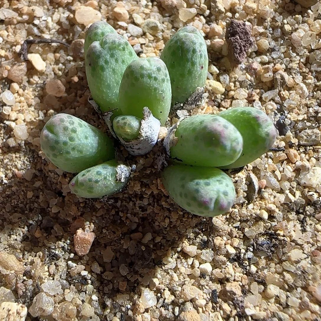 草莓斑马红喽。     51442