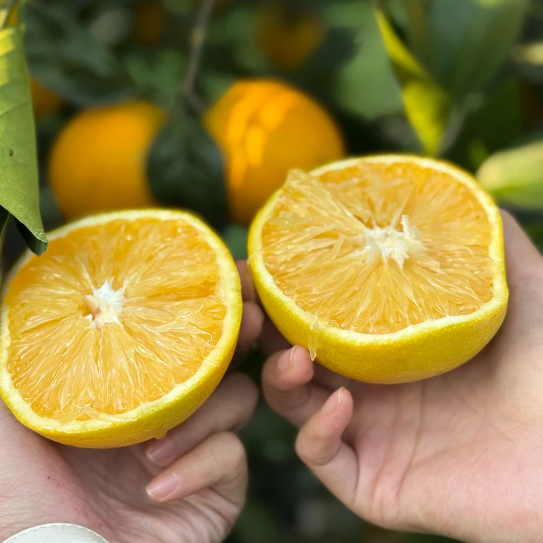 【哀牢山冰糖橙】大小混装没有次果 现采现发（外观有花不影响）