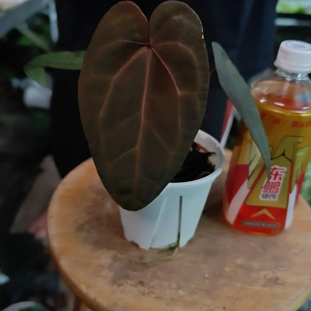 当前无花朵，栽培后可花朵