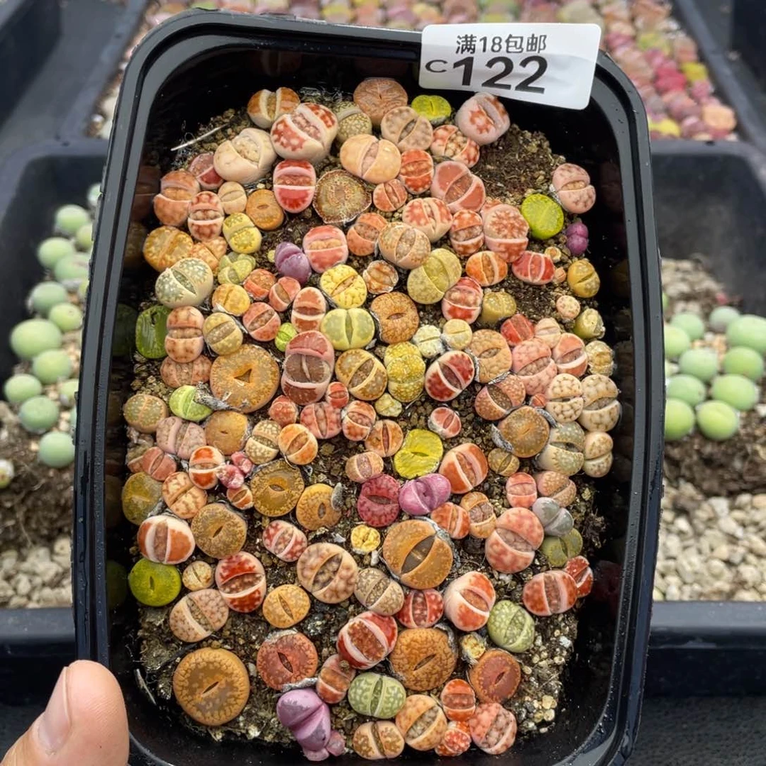 红陶0000000000000122