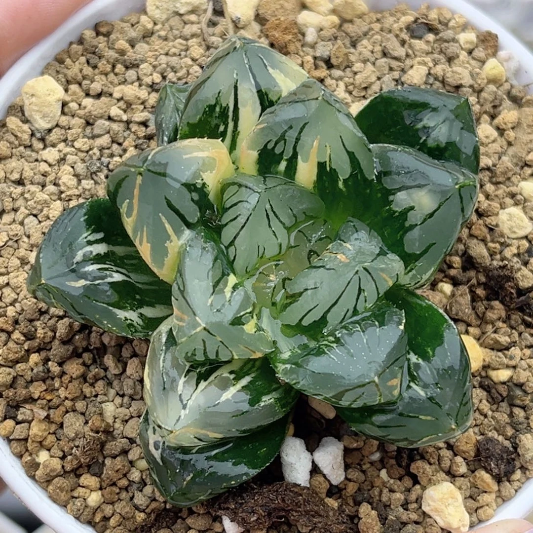 66太叶花水晶玉露锦福利专场
