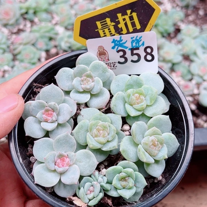 多肉植物多肉植物