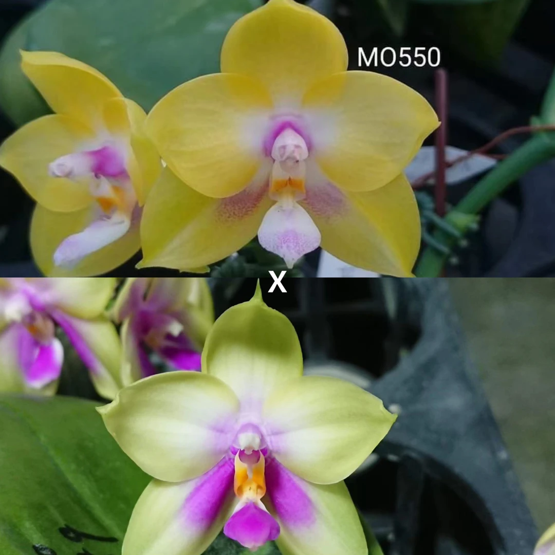 花农杰哥原生种珍奇类蝴蝶兰AMM86