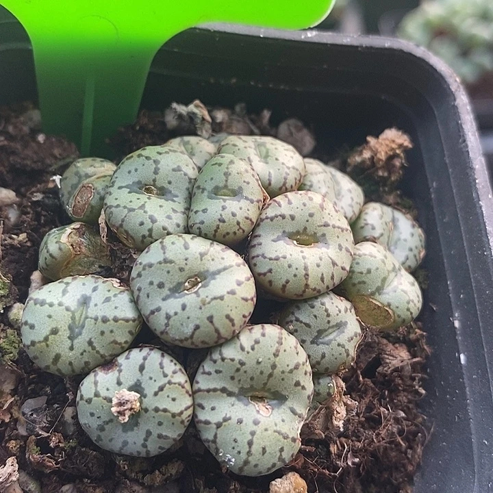 这种天气出门穿5031