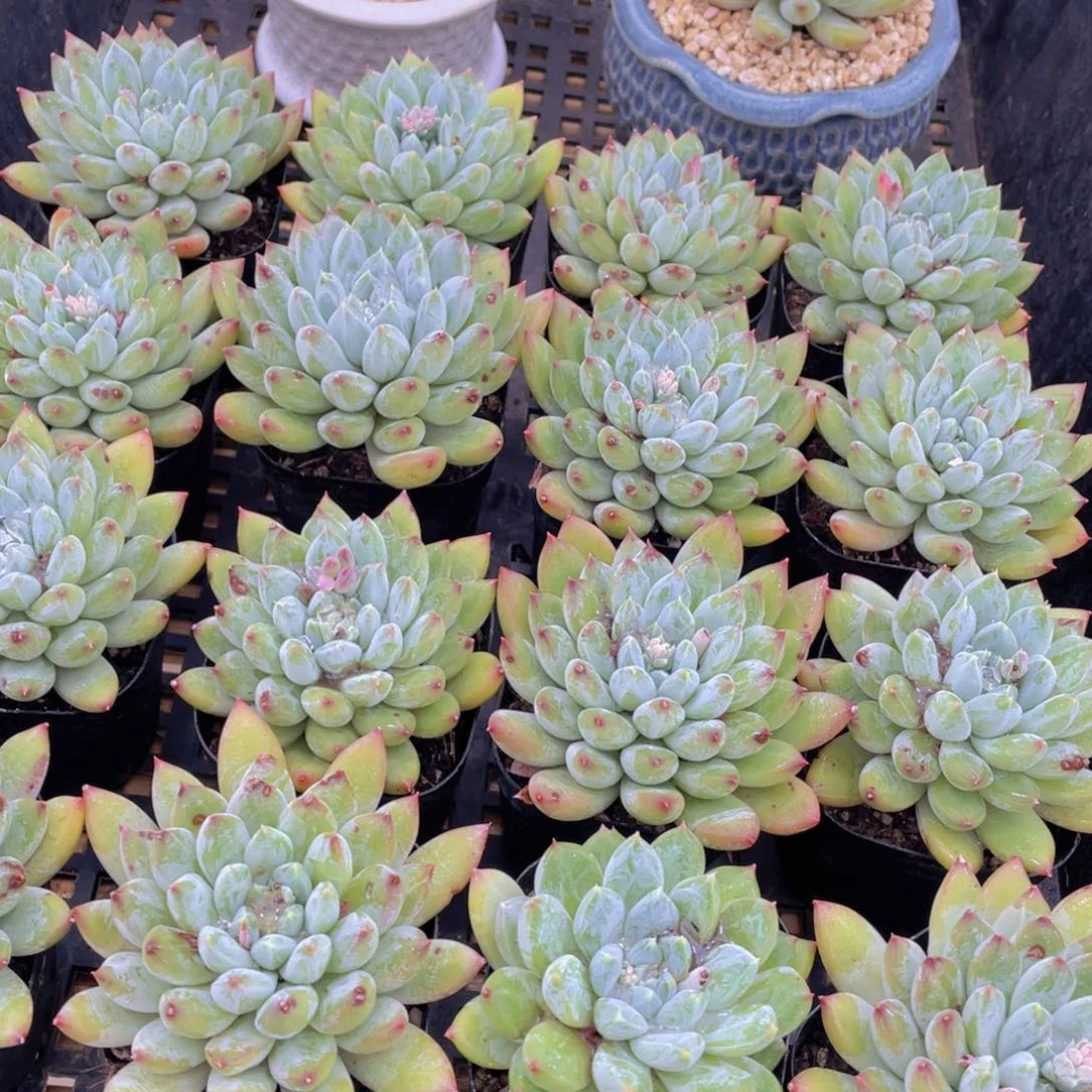 量拍30号 如雪美人单头一个