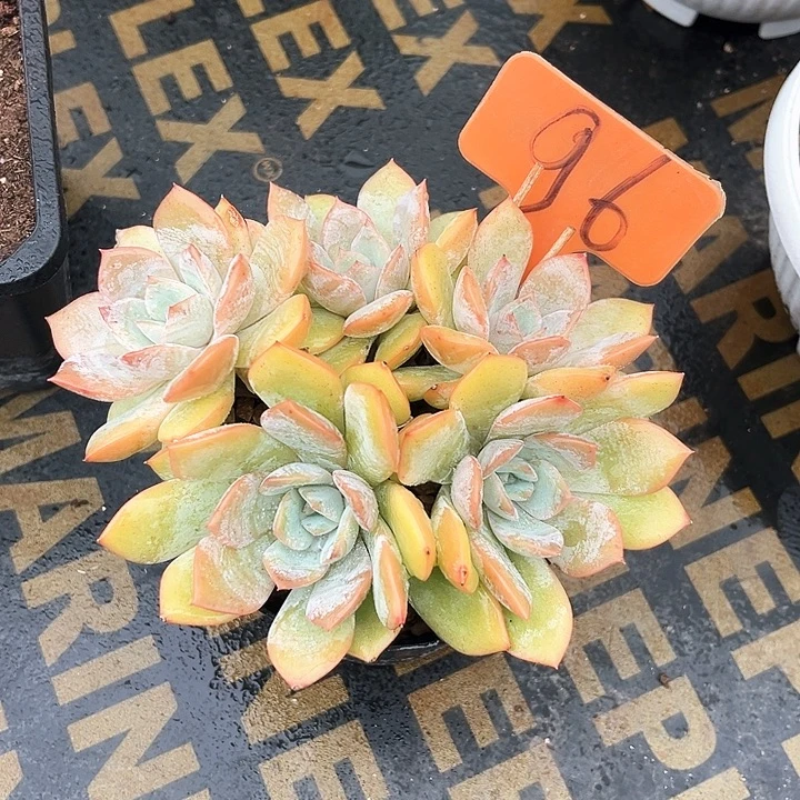 担忙米苏96号码牌子的