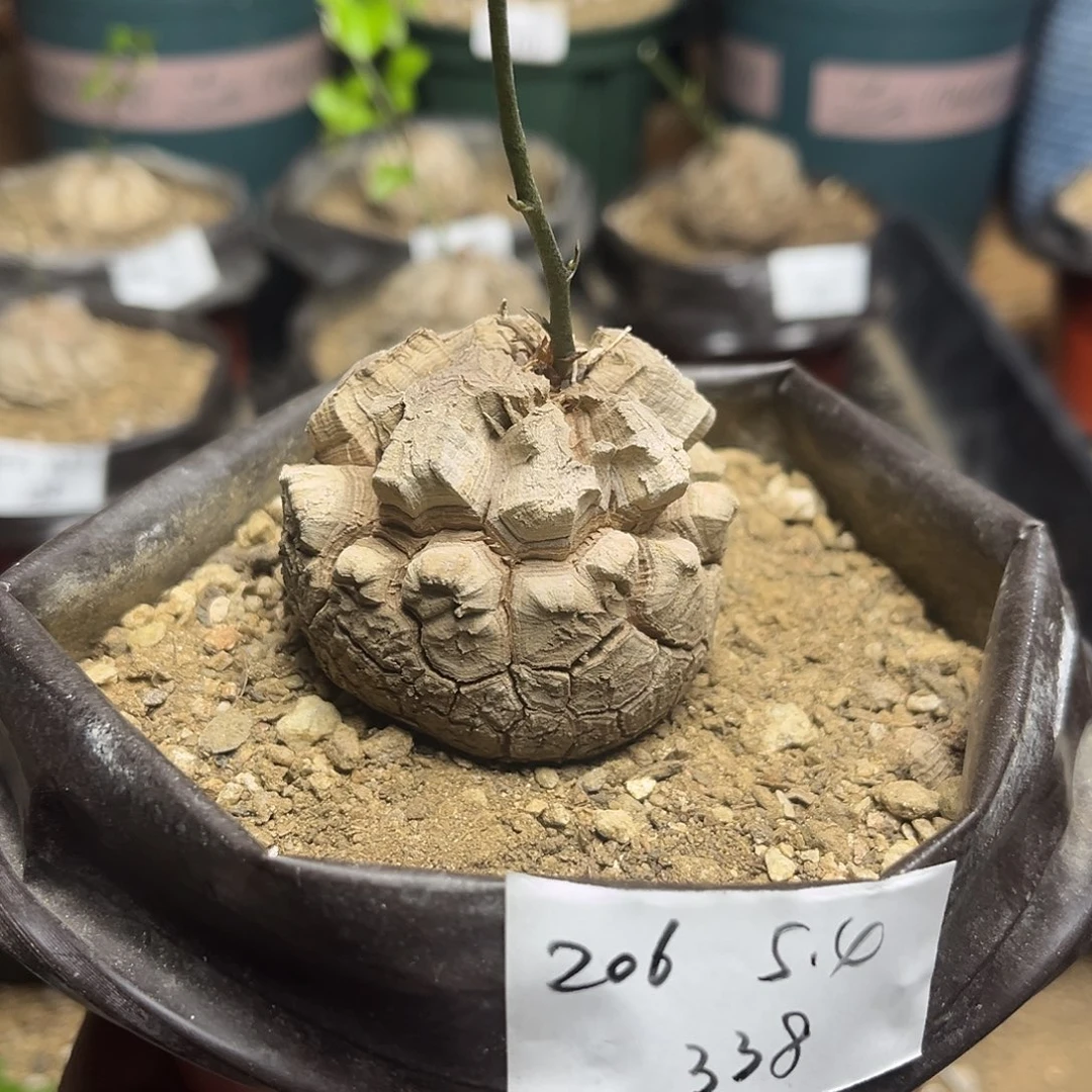 206南非块根龟甲龙