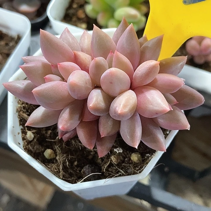 多肉植物车厘子638