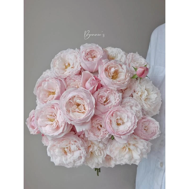 樱桃唇 多头玫瑰（顺丰包邮）