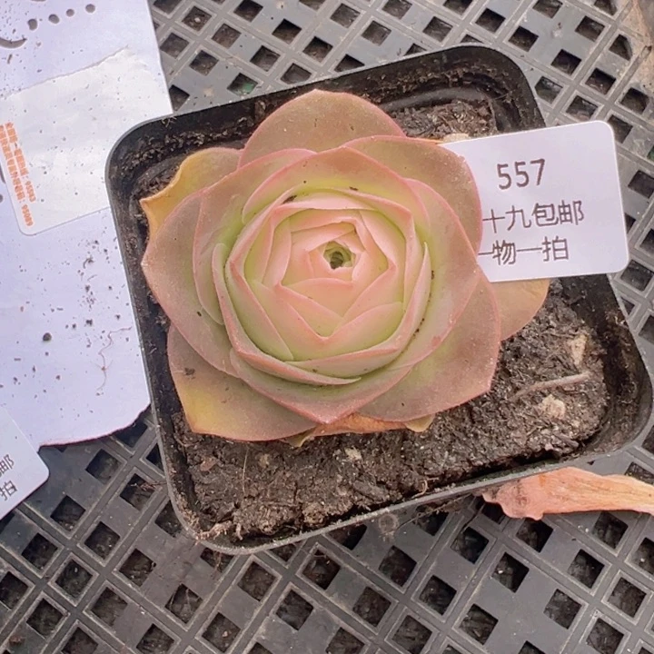 557 裸根不带土发货