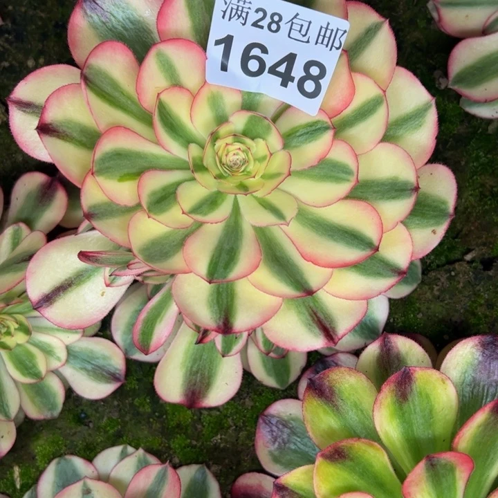 1648南倾城多肉植物